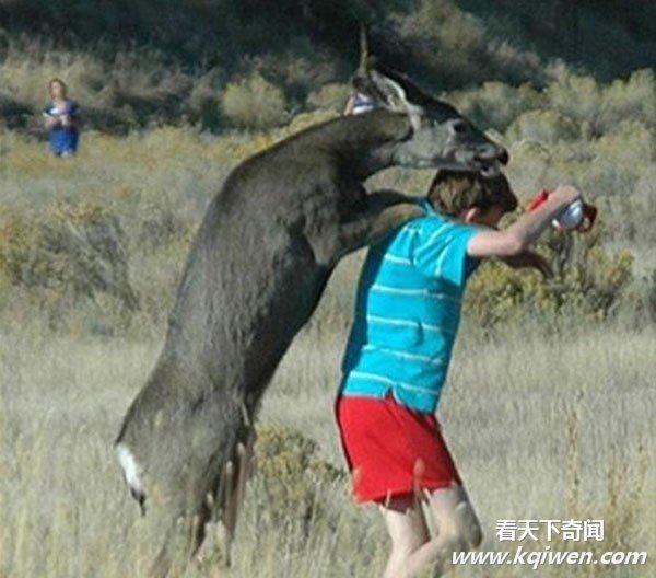 动物滥爱的超猛场面 强暴异类疯狂性图盘点(组图)