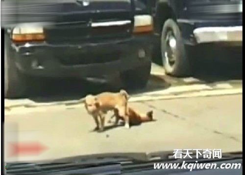 实拍两狗当街爱爱激情劳累猝死 围观路人哭笑不得(视频及组图)